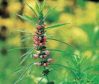 flowering plant of Leonurus artemisia Lour. S.Y.Hu. with pink flowers