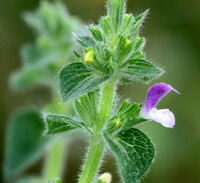 a flowering plant of Salvia bowleyana Dunn. with a small purple flower growing on stem tip