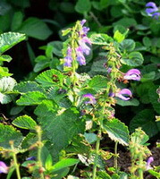 flowering plants of Salvia miltiorrhiza Bunge with pink purple flowers and green leaves grow in sunny field