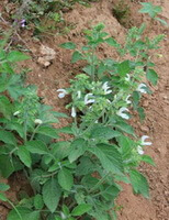 flowering plants of Salvia miltiorrhiza Bunge var.alba C.Y.Wu et H.W.Li. with small white flowers and green leaves grow in field