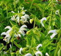 flowering plants of Salvia miltiorrhiza Bunge var.alba C.Y.Wu et H.W.Li. with many white flowers grow in sunny field
