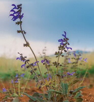 several flowering plants of Salvia yunnanensis C.H.Wright. with small purple flower spikes and green leaves grow in a sunny field