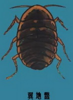 a colorful drawing of Steleophaga plancyi.