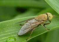an insect of Tabanus bivittatus Matsumura craws on a leaf.