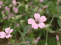flowering plants of Vaccaria segetalis Neck.Garcke. with pink flowers and buds grow in a field
