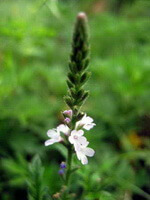flowering plant of Verbena officinalis L with a small flower spike