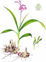 a colorful drawing of Bletilla striata Thunb.Reichb.f.,whole plant,rhizome,green leaves,pink flowers