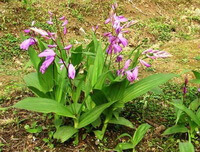 flowering plants of Bletilla striata Thunb.Reichb.f. with pink flowers grow in field