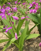 flowering plants of Bletilla striata Thunb.Reichb.f. with small pink flowers grow in field