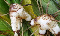 two fresh herb tubers of Bletilla striata Thunb.Reichb.f.