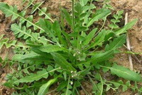 a shrub of Capsella bursa-pastoris L.Medic. grow in field