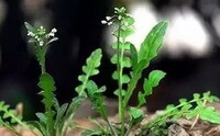 two flowering plants of Capsella bursa-pastoris L.Medic.grow in field