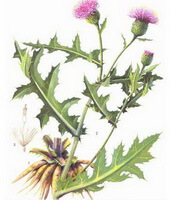 a colorful drawing of Cirsium japonicum DC.,whole plant,root,leaves,flowers and seed