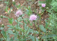 flowering plants of Cirsium japonicum DC. with pinkish flowers grow in field