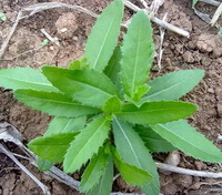 shrubs of Cirsium setosum Willd.MB with green leaves grow in field