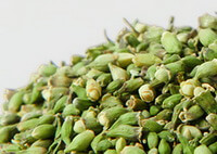 Flos Sophorae Immaturus
