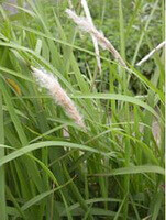 growing plants of Imperata cylindrica Beauv.var.major Nees C.E.Hubb.with several spikes