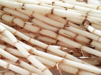 fresh herb segments of Lalang Grass Rhizome.