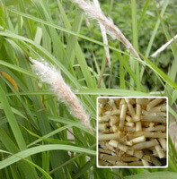 plant and herb segments of Lalang Grass