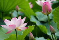 several flowering plant of Nelumbo nucifera Gaertn with pink lotus flowers and flower buds grow in pond