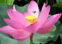 a big lotus flower of Nelumbo nucifera Gaertn and a honey bee