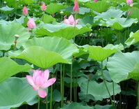 many flowering plants of Nelumbo nucifera Gaertn with big green leaves and pink flowers grow in a pond
