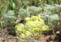 several plants of Orostachyl spinosus L.C.A.Mey. grow in field