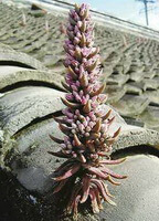 a plant of Orostachys fimbriatus Turcz.Berg grows between tiles on roof