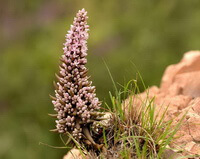 a plant of Orostachys fimbriatus Turcz.Berg grows in rocks with grass on slope
