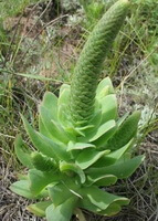 a plant of Orost achys malacophyllus Pall.Fisch. with a long spike grow in field