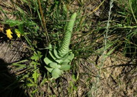 a plant of Orost achys malacophyllus Pall.Fisch with a long spike grows in a grass field