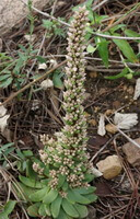 a plant of Orstachys erubescens Maxim.Ohwi with spike grow in field