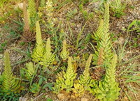 several plants of Orstachys erubescens Maxim.Ohwi with yellowish green leaves grow in field