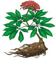 a colorful drawing of Panax notoginseng.,whole plant,root,green leaves and red berries