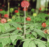 flowering plants of Panax notoginseng with red fruits grow in forest