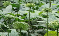 flowering plants of Panax notoginseng with small white flowers grow in field