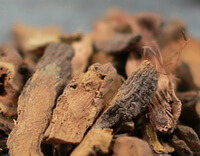 brownish dried herb slices and segments of Patient Dock Root