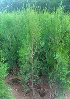 small trees of Platycladus orientalis L. Franco. grow in field