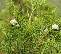 fruiting branched and twigs of Platycladus orientalis L. Franco.
