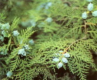 fruiting twigs of Platycladus orientalis L. Franco. with many pale blue fruits