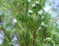 fruiting twigs of Platycladus orientalis L. Franco. with fruits grow in sunny days