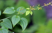 flowering plant of Rubia cordifolia L with many green leaves and small spikes