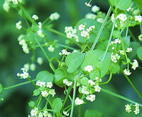 flowering plants of Rubia cordifolia L with small white flowers and green leaves