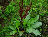 a plant of Rumex patientia L. with green leaves and brown spikes grow in a grass field