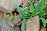 several plants of Rumex patientia L. with green leaves and yellow spikes grow in rocks
