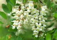 flowering branches of Sophora japonica L. with pendulous white flower spikes and three honey bees around