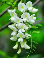 flowering branch of Sophora japonica L with pendulous white flower spikes