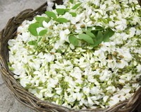 fresh collected flowers of Sophora japonica L.