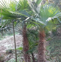 two trees of Trachycarpus fortunei H.Wendl.grow in field