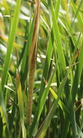 plants of Typha angustata Bory et Chaub grow in a cluster